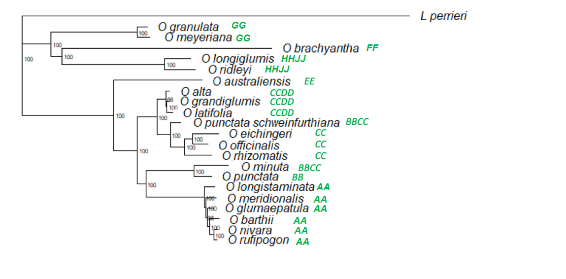 Oryzagenome2 Phylogenetic tree